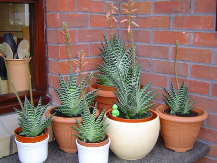 aloe variegata (Aloe variegata (Partridge-breasted aloe))