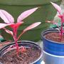 Love Lies Bleeding 