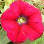 Surfina Petunia 