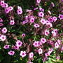 Geranium_maderense__3_