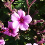 Geranium_maderense