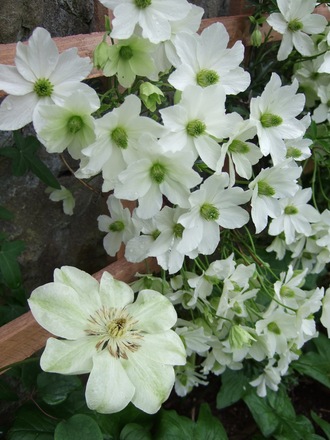 Two Clematis together.