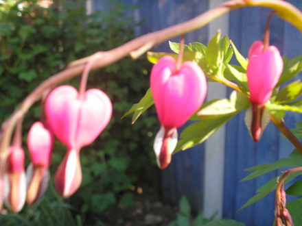 A garden flower photo