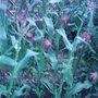Garden_photo_s_158