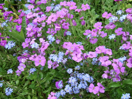 Aubrieta and Myosotis
