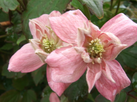 C.montana 'Broughton Star' (Clematis montana (Clematis))