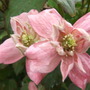 Clematis_montana__broughton_star_