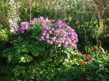 geranium maderense (geranium maderense)