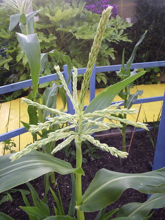 Sweetcorn 18/7/07