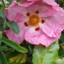 Pink_cistus