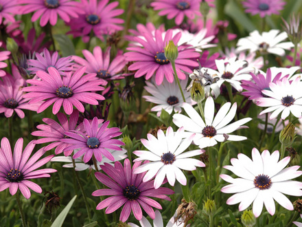 Osteospermum  (Osteospermum)