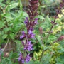 Salvia_1