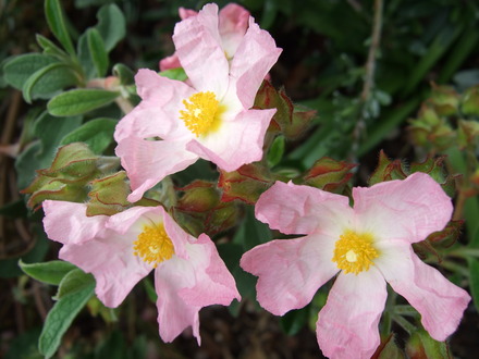 Cistus 'Silver Pink' (Cistus x argenteus)