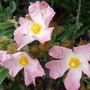 Cistus__siver_pink_