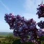 Dscf0411