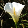 Zantedeschia aethiopica (Arum lily)