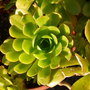 aeonium arboreum