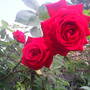Garden_pics_2007_105