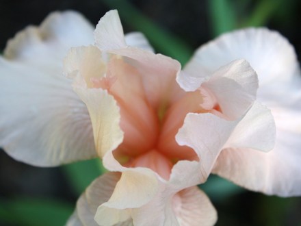 A garden flower photo