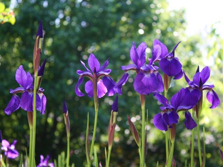 A garden flower photo