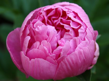 A garden flower photo