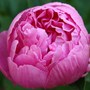 Vegetable_garden_085