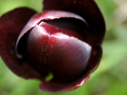 A garden flower photo