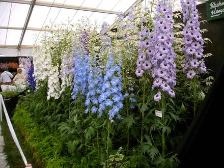 Malvern Spring Show 2008