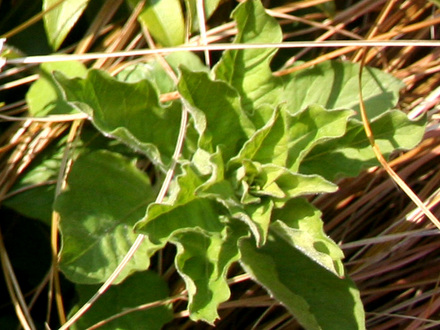 A garden flower photo