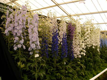 Malvern Spring Show 2008