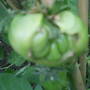 tomato growing inside a tomato  ,strange or what? 