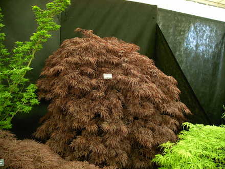 Malvern Spring Show 2008