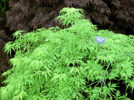 Malvern Spring Show 2008
