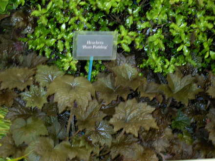 Malvern Spring Show 2008