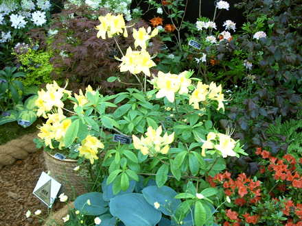 Malvern Spring Show 2008