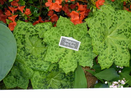 Malvern Spring Show 2008
