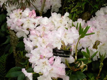 Malvern Spring Show 2008