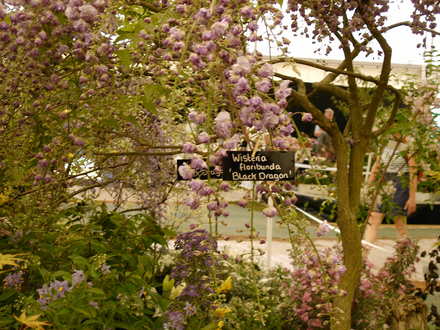 Malvern Spring Show 2008