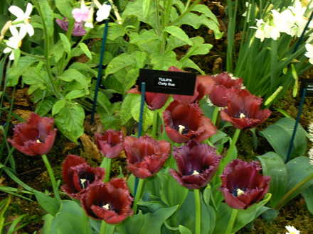 Malvern Spring Show 2008