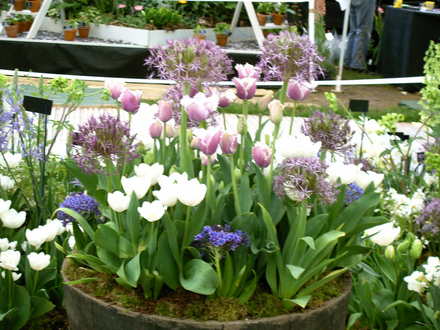 Malvern Spring Show 2008
