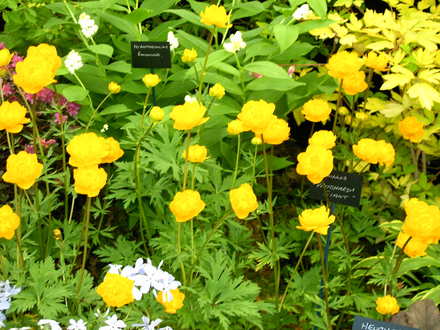 Malvern Spring Show 2008