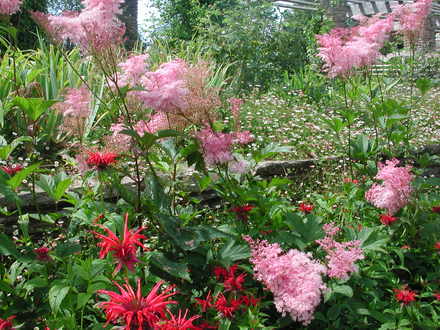Filipendula and monardas at Hestercombe