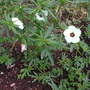 Unknown_flower_hestercombe