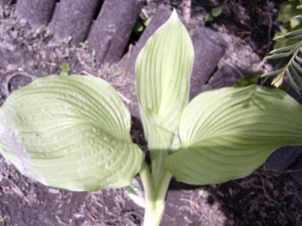 Hosta from a friend's garden  (Hosta)