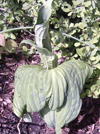 More poor little hosta transplants (Hosta)