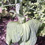 More poor little hosta transplants (Hosta)