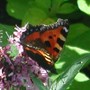 Butterfly on the origanum (Origanum vulgare)