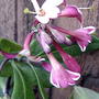Honeysuckle 'Dropmore Scarlet' blossom (Lonicera brownii 'Dropmore Scarlet')