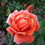 2007_0613harlowcarrrhsgarden0016