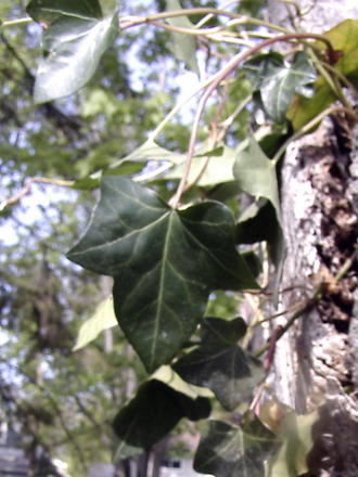 English ivy (Hedera helix)